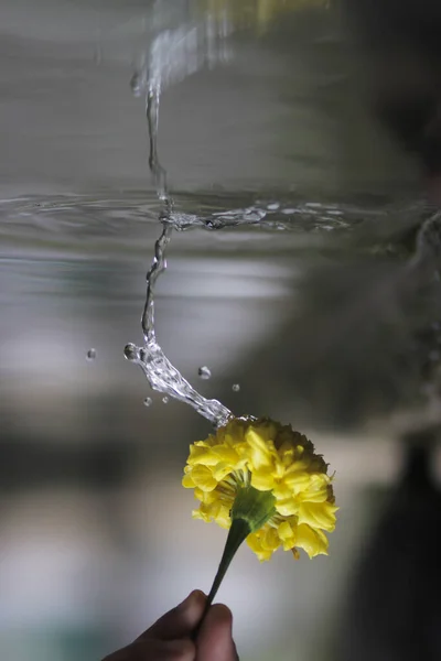 Bellissimo Fiore Calendula Giallo Portata Mano Con Spruzzi Acqua Che — Foto Stock