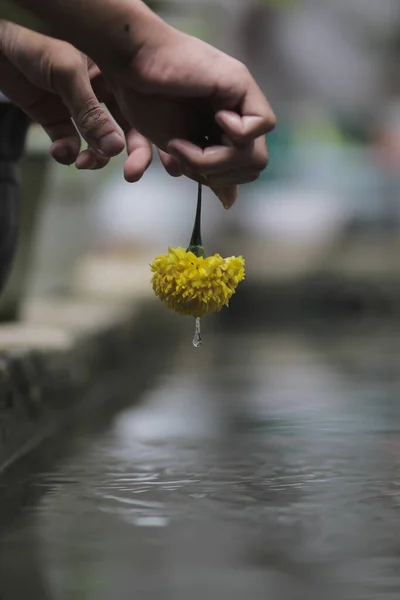 Linda Flor Calêndula Amarela Mão Com Respingo Água Girando Redor — Fotografia de Stock