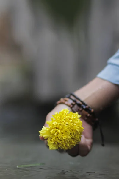 Bellissimo Fiore Calendula Giallo Portata Mano Con Spruzzi Acqua Che — Foto Stock