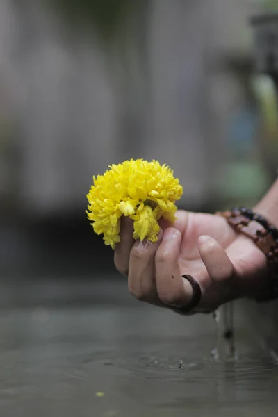 Linda Flor Calêndula Amarela Mão Com Respingo Água Girando Redor — Fotografia de Stock