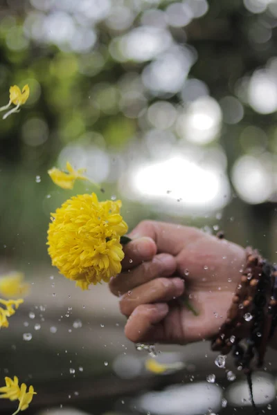 Bellissimo Fiore Calendula Giallo Con Spruzzi Acqua Sfondo Sfocato Sfocato — Foto Stock