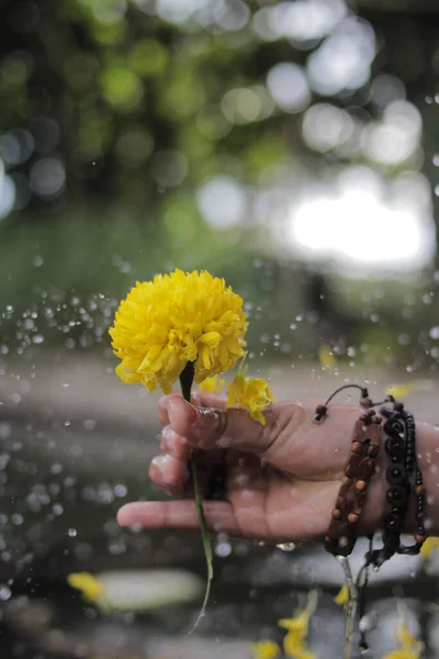 Bellissimo Fiore Calendula Giallo Con Spruzzi Acqua Sfondo Sfocato Sfocato — Foto Stock