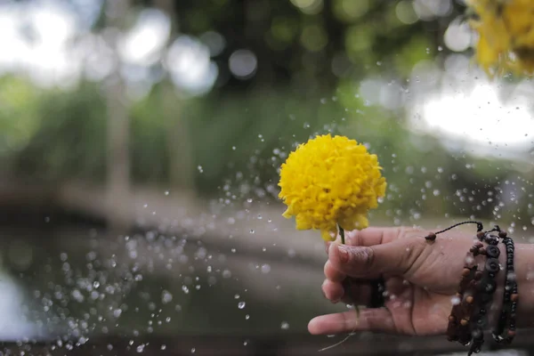 Linda Flor Calêndula Amarela Com Respingo Água Fundo Desfocado Embaçado — Fotografia de Stock