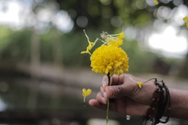 Linda Flor Calêndula Amarela Com Respingo Água Fundo Desfocado Embaçado — Fotografia de Stock