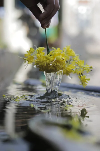 背景がぼやけた美しいマリーゴールドの花に水のスプラッシュ タゲテス エレッタ メキシコマリーゴールド アステック マリーゴールド アフリカ マリーゴールドとも呼ばれるマリーゴールドの花 — ストック写真