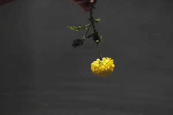 Spinning Water Spritzt Von Einer Gelben Ringelblume Tagetes Erecta Mexikanische — Stockfoto