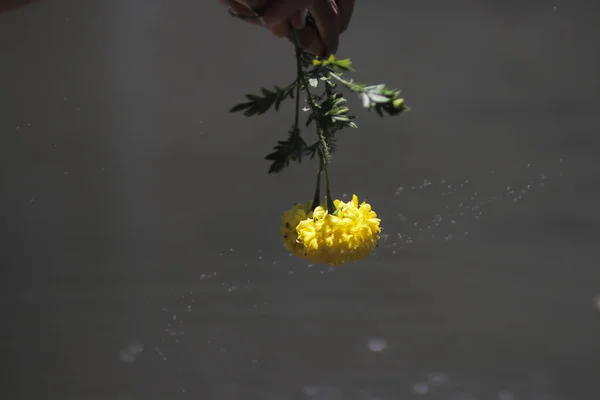 Spinning Water Spritzt Von Einer Gelben Ringelblume Tagetes Erecta Mexikanische — Stockfoto