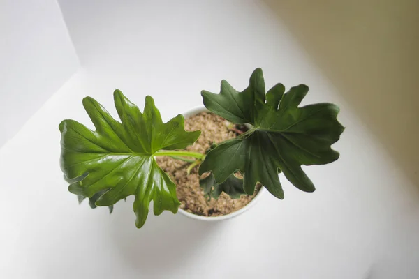 Gartenarbeit Philodendron Selloum Auf Weißem Hintergrund Nahaufnahme Der Blätter Zimmerpflanze — Stockfoto