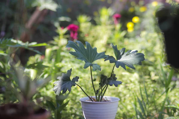 Bela Planta Casa Tropical Selloum Philodendron Vaso Branco Jardim Tropical — Fotografia de Stock