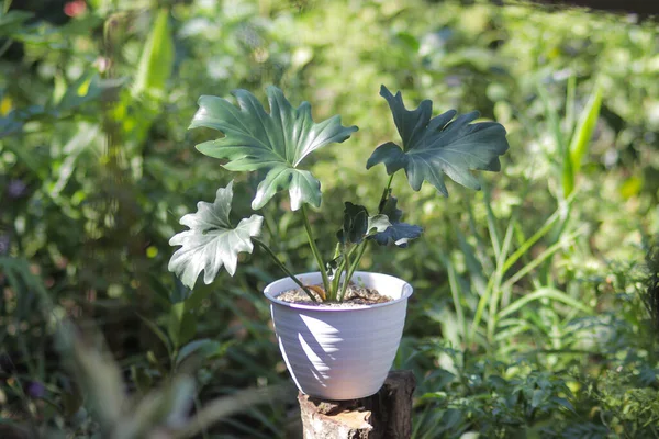 Bela Planta Casa Tropical Selloum Philodendron Vaso Branco Jardim Tropical — Fotografia de Stock