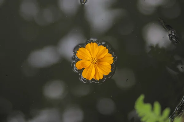 Laranja Flor Cosmos Flutuando Água Cosmos Plantas Cosmos Bipinnatus Também — Fotografia de Stock