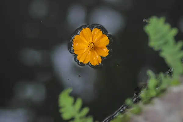 Orangefarbene Kosmosblüten Schweben Auf Dem Wasser Kosmospflanzen Cosmos Bipinnatus Indonesien — Stockfoto