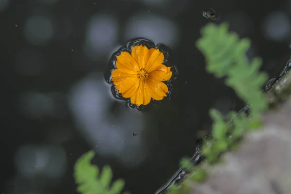 Fiore Cosmo Arancione Galleggiante Sull Acqua Cosmos Plants Cosmos Bipinnatus — Foto Stock