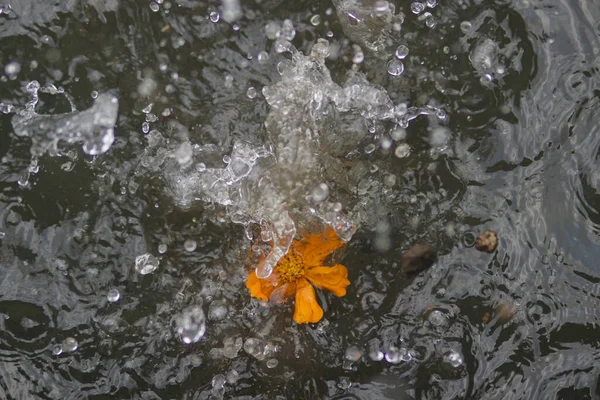 Orange Kosmos Blomma Flyter Vattnet Med Vatten Stänk Kosmos Växter — Stockfoto