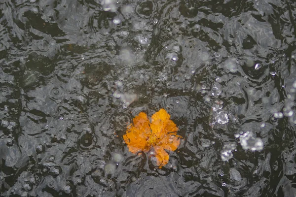 Orangefarbene Kosmos Blume Die Mit Wasserspritzern Auf Dem Wasser Schwebt — Stockfoto