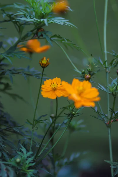 Schöne Orangefarbene Kosmos Blume Blüht Auf Dem Feld Mit Verschwommenem — Stockfoto