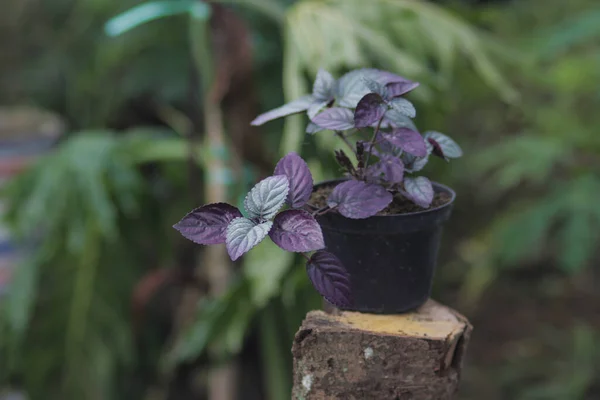 플레임 아이비 보라색 주식으로 사진이다 자주색 식물이라고 도불리는 치료용 식사용 — 스톡 사진