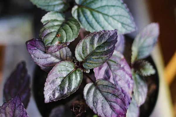 Red Flame Ivy Hemigraphis Colorata Dengan Purple Dan Hijau Daun — Stok Foto