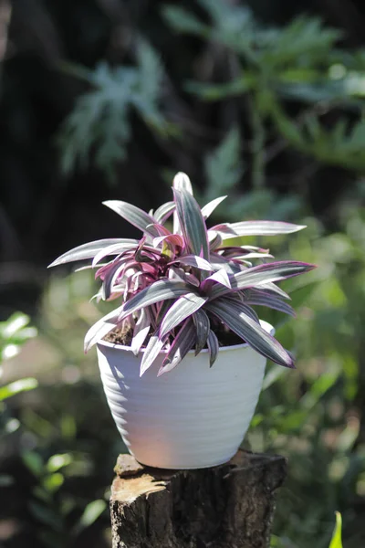 아름다운 마당에서 자라는 냄비에 Tradescantia Spathacea — 스톡 사진