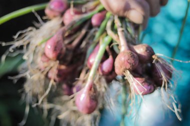 Bir grup soğan ya da yeşil yapraklı kırmızı soğan ve beyaz kökler yerel Endonezyalı çiftçiler tarafından hasat edilir. Tarım arka planı stok resimleri.