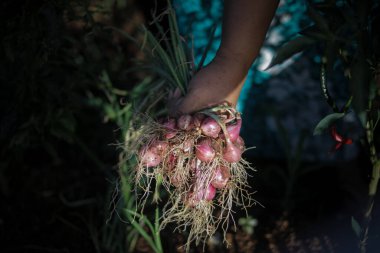 Bir grup soğan ya da yeşil yapraklı kırmızı soğan ve beyaz kökler yerel Endonezyalı çiftçiler tarafından hasat edilir. Tarım arka planı stok resimleri.