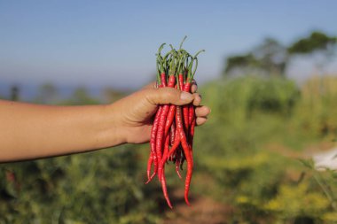 Bir grup taze kıvırcık kırmızı biber (Cabai Merah Keriting), Endonezyalı yerel çiftçiler tarafından toplandı. Hot Chili Pepper stok görüntülerinin seçici odak noktası. Tarım geçmişi.
