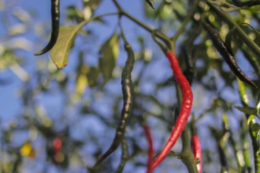 Tarlalardaki ağaçta asılı taze kıvırcık kırmızı biberler (Cabai Merah Keriting). Hot Chili Pepper stok görüntülerinin seçici odak noktası. Tarım geçmişi..