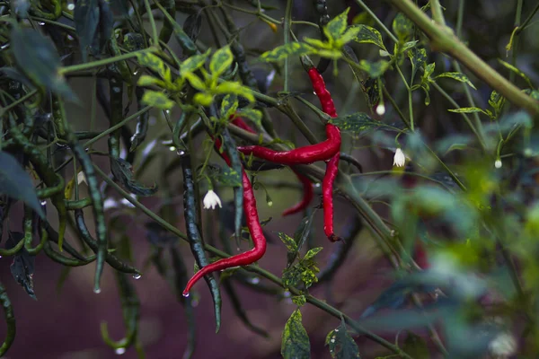 Friss Göndör Vörös Chili Cabai Merah Keriting Lóg Fán Mezők — Stock Fotó