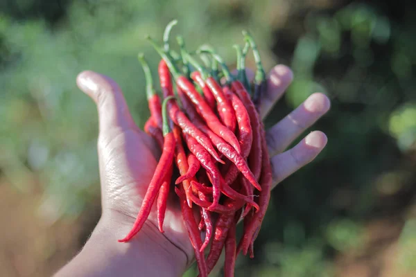 Ett Gäng Färska Lockiga Röda Chilipeppar Cabai Merah Keriting Till — Stockfoto