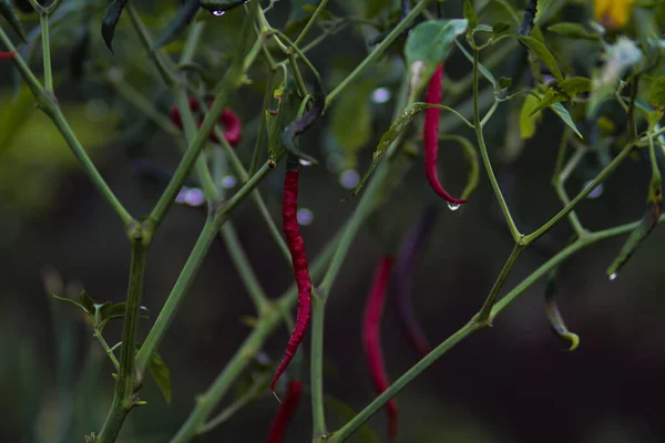 Verse Krullende Rode Pepers Cabai Merah Keriting Hangend Aan Boom — Stockfoto