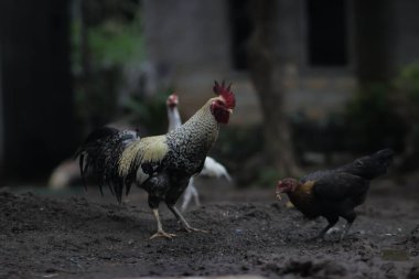 Endonezya yerel tavuğu Ayam pelung olarak da bilinir. Bahçede yiyecek arıyor..