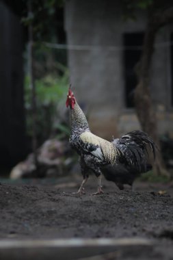 Endonezya yerel tavuğu Ayam pelung olarak da bilinir. Bahçede yiyecek arıyor..