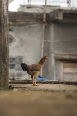 Endonezya yerel tavuğu Ayam pelung olarak da bilinir. Bahçede yiyecek arıyor..