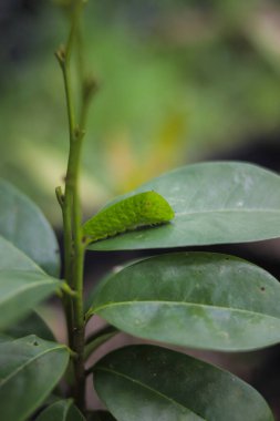 Ağaçta sürünen sevimli yeşil tırtıl. Tırtıl görüntüsü.