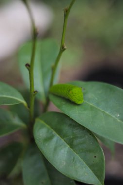 Ağaçta sürünen sevimli yeşil tırtıl. Tırtıl görüntüsü.
