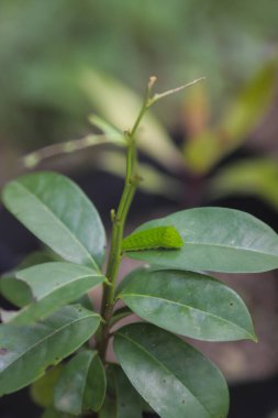 Ağaçta sürünen sevimli yeşil tırtıl. Tırtıl görüntüsü.