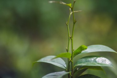 Ağaçta sürünen sevimli yeşil tırtıl. Tırtıl görüntüsü.