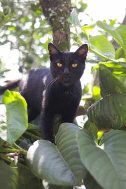 Bahçesinde yeşil yaprakları olan kara kedi. Black Cat Stock Fotoğrafı.