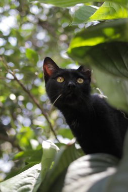Bahçesinde yeşil yaprakları olan kara kedi. Black Cat Stock Fotoğrafı.