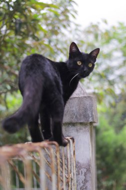 Çitlerin üzerinde yürüyen kara kedi geriye bakıyor. Kara kedi resmi.