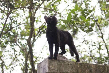 Meraklı Kara Kedi çitlerin üzerinde dikiliyor. Kara kedi resmi.