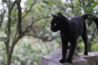 Kara kedi çitlerin üzerinde yürüyor.
