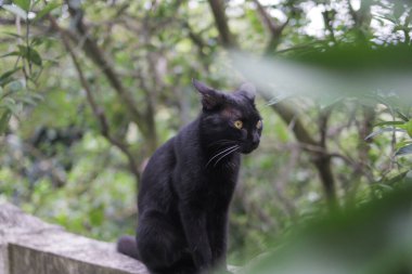 Çitlerdeki komik kara kedi merakı. Kara kedi resmi.