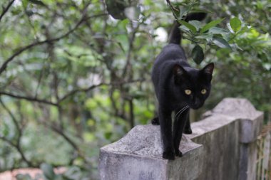 Kara kedi çitlerin üzerinde yürüyor.
