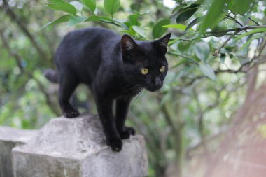 Kara kedi çitlerde yürüyor. Kara kedi resmi.