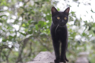 Kara kedi çitlerde yürüyor. Kara kedi resmi.