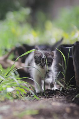 Bahçedeki resimdeki sevimli kedi yavrusu.