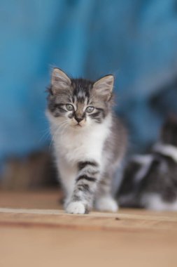 Mavi bulanık arka planı olan sevimli bir kedi yavrusu. Yavru kedi resmi..