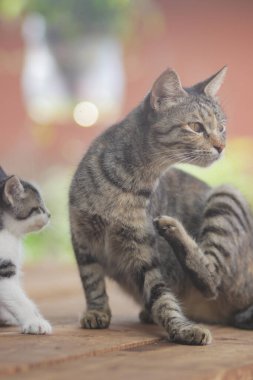 Anne kedi ve kedi yavrusu fotoğrafı.