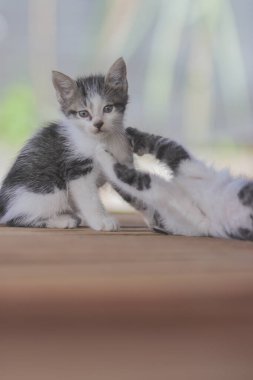 Şirin kedi yavruları kardeşiyle oynuyor. Yavru kedi resmi..